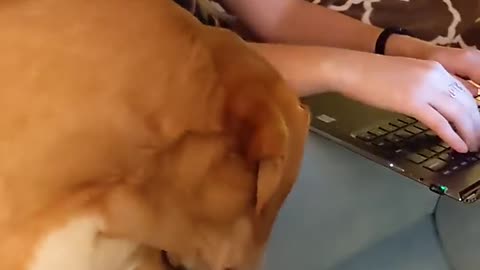 Sleepy Dog funny video 🤣🤣