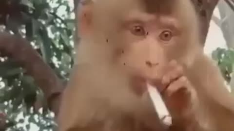 Monkey funny video