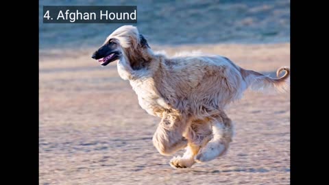 fastest and slowest breeds of adorable dog in the world - from Greyhound to Basset.