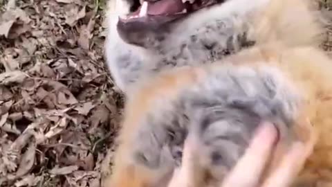 Fox Laugh Funny Animal Moment