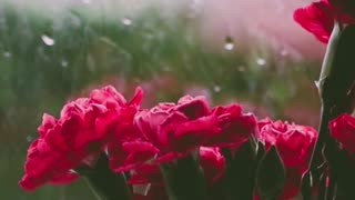 Relaxing Rain Sounds - Relaxing Flower Video - Sleep Meditation