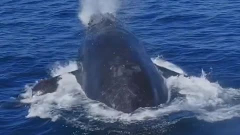 -Humpback Whale Breach!