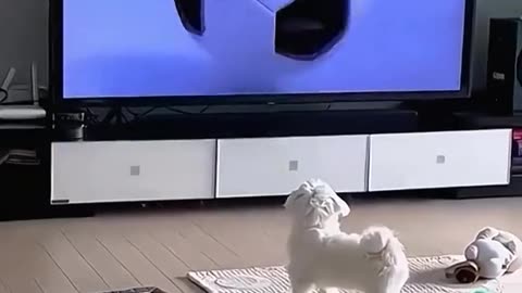 watch how pets got curious I can't stop laughing!