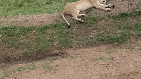 Thrilling Encounter: Lion Takes a Power Nap in the Middle of the Road!