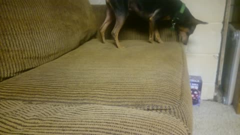 Miniature Pinscher vs Couch