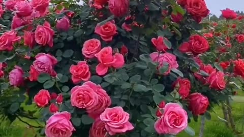 wow.😍 colourful rose flowers. |today flowers.|#rosegarden #satisfying #flowergarden #viral