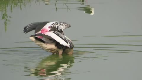 Craziest Fish Hunting Techniques of a Stork - Crazy Nature