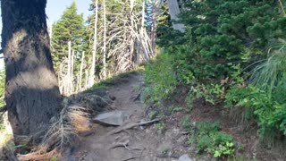 Oregon - Mount Hood - Climbing Sharply Above Beautiful Valley Basin
