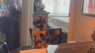 Printer Causes Kitty to Twitch