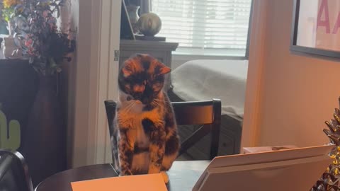 Printer Causes Kitty to Twitch