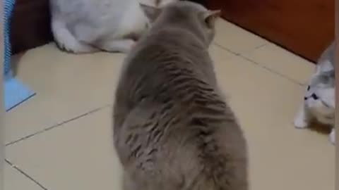 Funny Cat dance.