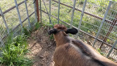 Halter Breaking Tito: Day 2