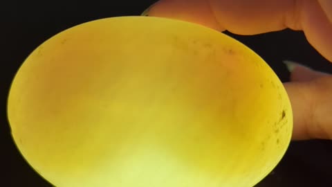 Double yolk eggs duck