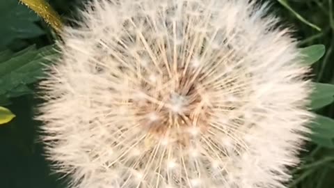 The dandelion has turned into such a beauty