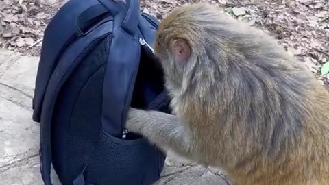 Funny Vedio||monkey|| bags