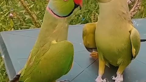 cuteparrots, amazing parrots