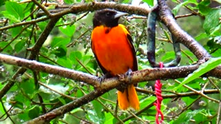 Oriole