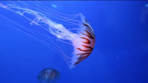 A group of Jelly Fish