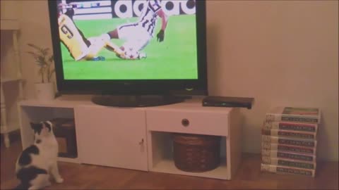 Sport-loving cat intensely watches soccer game