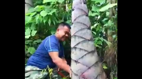 Cutting giant Bamboo shoots #bamboo