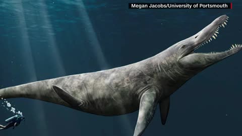 Jurassic sea giants were twice the size of a killer whale, study finds