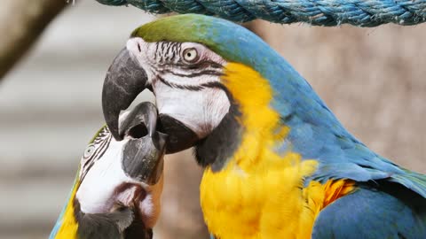 Bird Parrot Ara Feather Tropical Bill Colorful