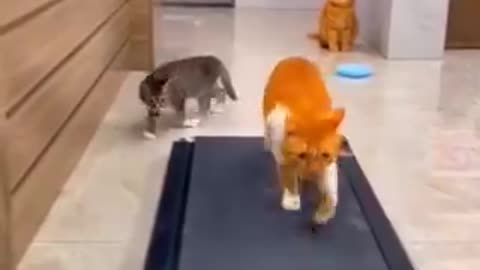 Kitties at the gym 🙈 First day of gym class 🤣