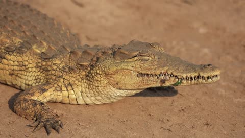 Crocodile Blinking Copyright Free Animal Videos