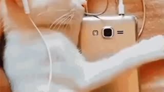 Cute Cat Gif