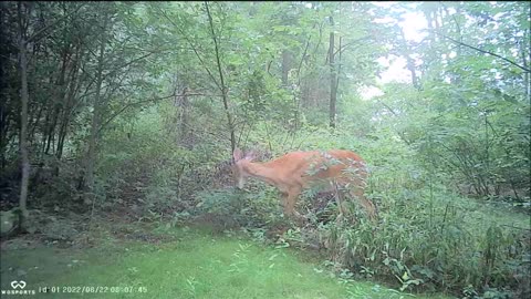 Backyard Trail Cams - Doe Browsing in Back Yard