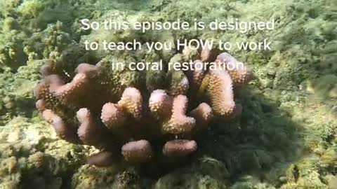 Coral reefs need your help!