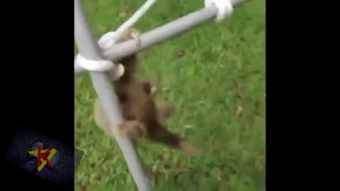 short funny video. cool video funny animals hhh