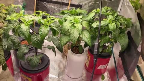 Indoor Soilless Gardening - Hydroponic Tomatoes, Lettuce, Cucumbers, and More!