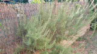 Rosemary plant