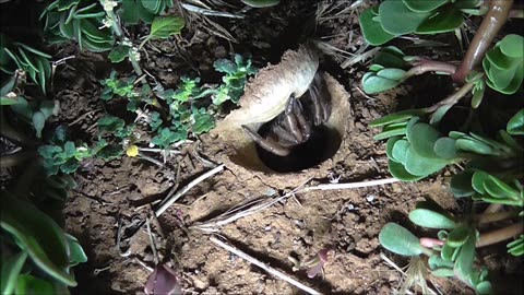 Trapdoor Spider Eyes The Scene