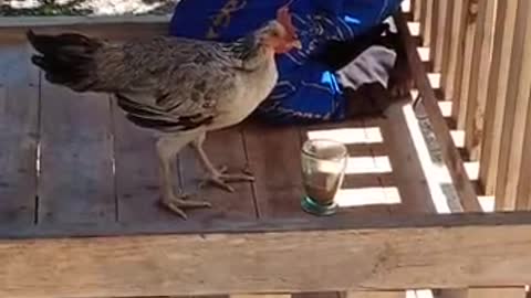 cute chickens are relaxing while drinking coffee