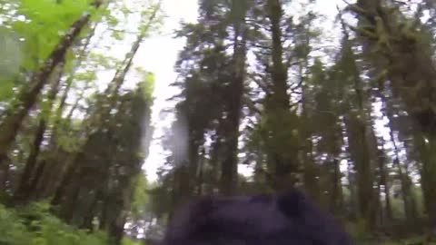 Sasquatch/bigfoot Caught on a Dogs Go-Pro