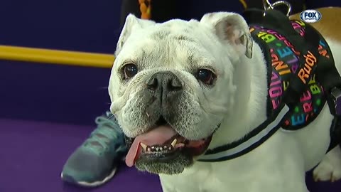 Watch Rudy the Bulldog crush the 2019 WKC Masters