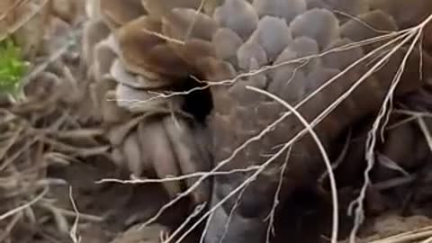 Watching this Pangolin feeding was the highlight of my day!