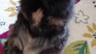 Grumpy cat begs her owner for food