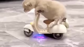 Funny cat 😹 video