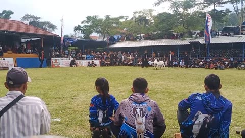 kesenian sunda domba garut hiburan nya di tataran sunda