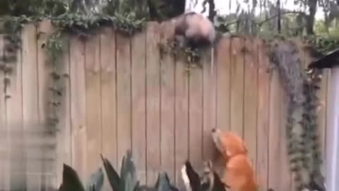 Opossum Fleeing Dogs