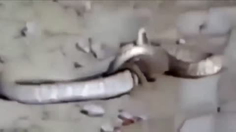 Intense:Mongoose and Snake fight to death.