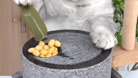 OMG 😱😱 My cat is making watalappam it is more tasty😻