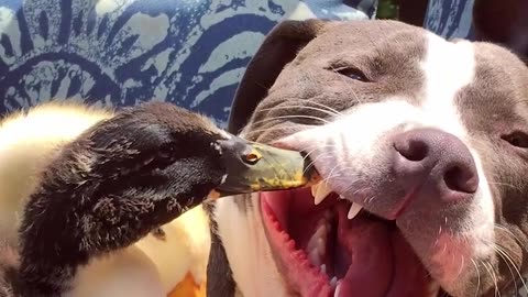 Dogs Who Love Other Animals | The Dodo Odd Couples