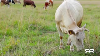 American Farmers To Begin Injecting Livestock With mRNA Shots