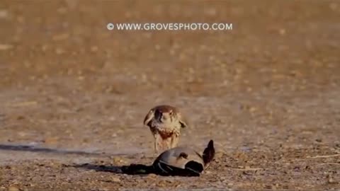 Falcon Attack Duck