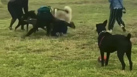 Rottweiler Attacks Pitbull (Off Leash Dog Park) It Happens 🤯