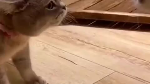 Funny Great Dance Offers Opinion Two cats